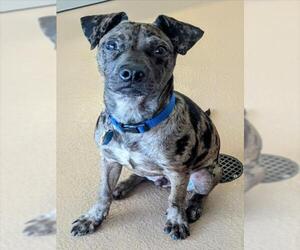 Catahoula Leopard Dog Dogs for adoption in Plano, TX, USA
