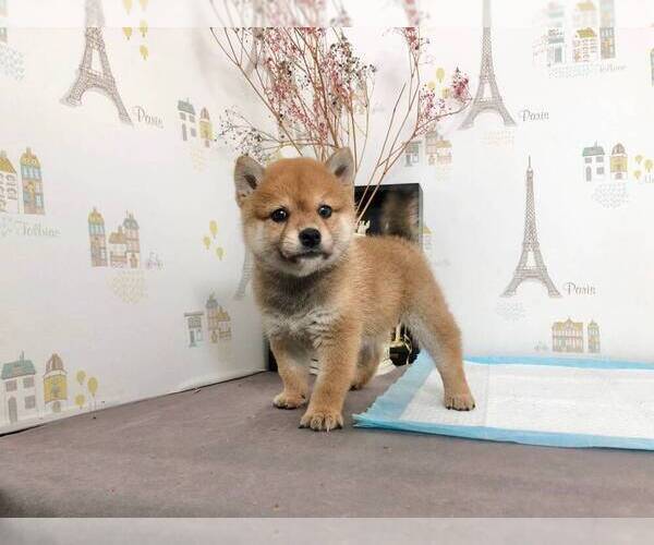 Medium Photo #4 Shiba Inu Puppy For Sale in ROWLAND HEIGHTS, CA, USA