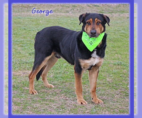 Medium Photo #14 Mutt Puppy For Sale in Brewster, NY, USA