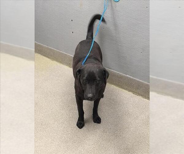 Medium Photo #1 Labrador Retriever-Unknown Mix Puppy For Sale in Las Vegas, NV, USA