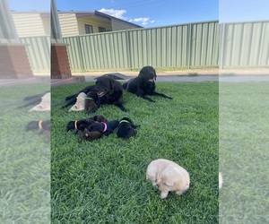 Labrador Retriever Puppy for Sale in Cessnock, New South Wales Australia