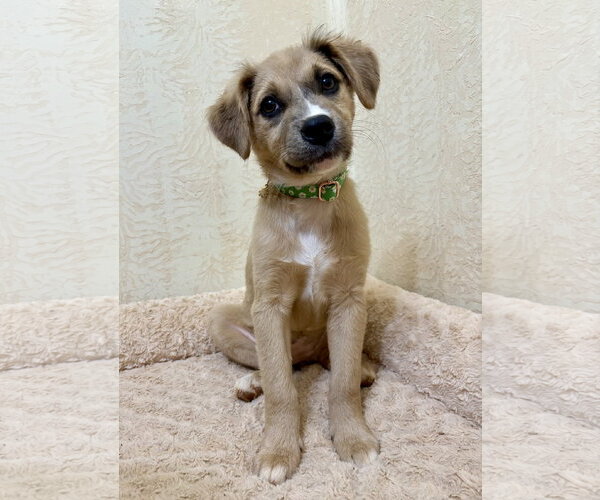 Medium Photo #3 Mutt Puppy For Sale in Forest, VA, USA
