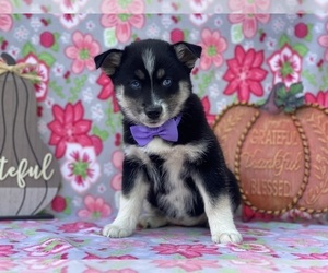 Pomsky Puppy for sale in LANCASTER, PA, USA