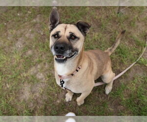 LUCY - Female German Shepherd Dog-Unknown Mix Dog for Adoption - Photo #3