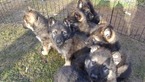 Small Photo #6 German Shepherd Dog Puppy For Sale in SPOKANE, WA, USA