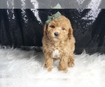 Small Photo #33 Goldendoodle (Miniature) Puppy For Sale in WARSAW, IN, USA