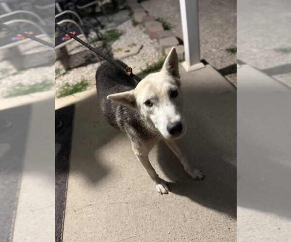 Medium Photo #4 Siberian Husky-Unknown Mix Puppy For Sale in Evansville, IN, USA