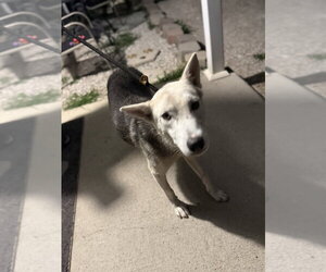 Vada - Female Siberian Husky-Unknown Mix Dog for Adoption - Photo #4