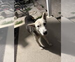 Small #3 Siberian Husky Mix