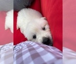 Small Photo #6 English Cream Golden Retriever Puppy For Sale in ARCHBALD, PA, USA