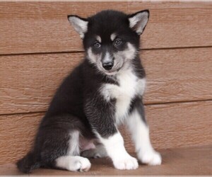 Wolf Hybrid Puppy for sale in SAINT IGNATIUS, MT, USA
