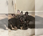Small Photo #20 French Bulldog Puppy For Sale in FITCHBURG, WI, USA