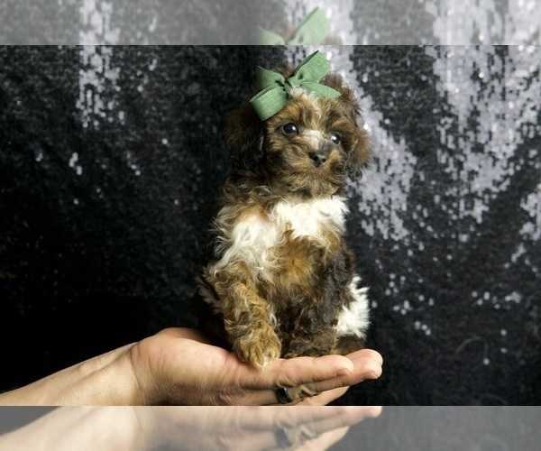 Medium Photo #3 Poodle (Miniature) Puppy For Sale in WARSAW, IN, USA