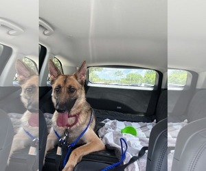 Mila 3171 - Female German Shepherd Dog Dog for Adoption - Photo #5