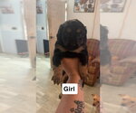 Small #3 Chihuahua-Cock-A-Poo Mix