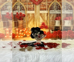 Morkie Puppy for sale in RIPLEY, MS, USA