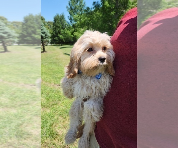 Medium Photo #3 Cavalier King Charles Spaniel-Cavapoo Mix Puppy For Sale in HAMPTON, VA, USA