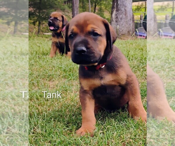 Medium Photo #18 Doberman Pinscher-Mastiff Mix Puppy For Sale in BRANTLEY, AL, USA