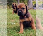 Small #17 Doberman Pinscher-Mastiff Mix