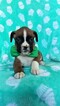 Small Photo #6 Boxer Puppy For Sale in LANCASTER, PA, USA