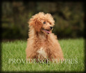 Small Photo #43 Poodle (Miniature) Puppy For Sale in COPPOCK, IA, USA