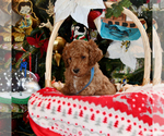 Small Photo #7 Goldendoodle Puppy For Sale in SAINT CLAIR SHORES, MI, USA