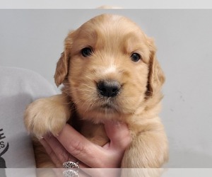Golden Retriever Puppy for sale in NEWTON GROVE, NC, USA