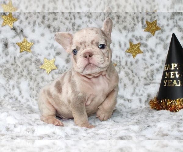 Medium Photo #6 French Bulldog Puppy For Sale in LITITZ, PA, USA
