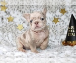 Small #5 French Bulldog