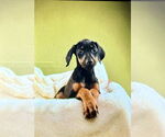 Small #3 Doberman Pinscher
