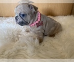 Small Photo #3 French Bulldog Puppy For Sale in PUYALLUP, WA, USA