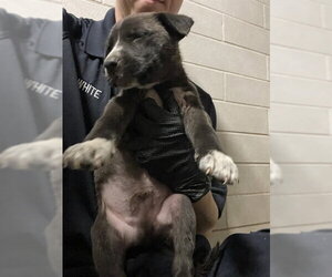 Mutt Dogs for adoption in Stockton, CA, USA