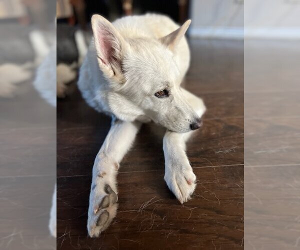 Medium Photo #3 Siberian Husky Puppy For Sale in Carrollton, TX, USA