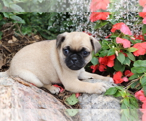 Jug Puppy for sale in SHILOH, OH, USA
