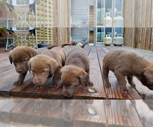 Chesador Puppy for sale in WILLISTON, SC, USA