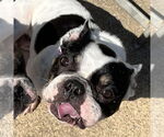 Small #2 French Bulldog