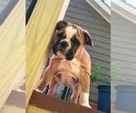 Small Photo #7 English Bulldog Puppy For Sale in WOODSTOCK, GA, USA