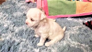 Maltese Puppy for sale in PISCATAWAY, NJ, USA