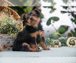 Small Photo #9 Shorkie Tzu Puppy For Sale in KIRKWOOD, PA, USA
