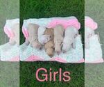 Small Photo #10 Goldendoodle-Poodle (Miniature) Mix Puppy For Sale in MORGANTOWN, KY, USA