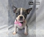 Puppy Tulip Boston Terrier