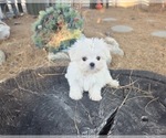 Puppy 3 Maltese