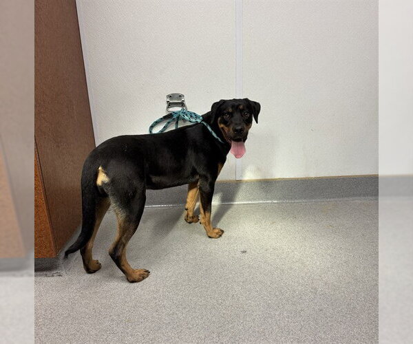 Medium Photo #2 Rottweiler-Unknown Mix Puppy For Sale in Rancho Cucamonga, CA, USA