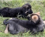 Small #2 German Shepherd Dog