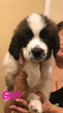 Medium Photo #1 Saint Bernard Puppy For Sale in PARAMOUNT, CA, USA