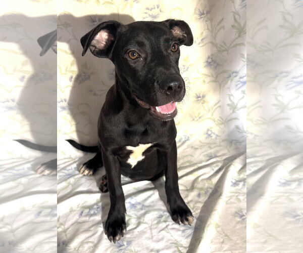Medium Photo #1 Labrador Retriever-Unknown Mix Puppy For Sale in Wetumpka, AL, USA
