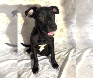 Labrador Retriever-Unknown Mix Dogs for adoption in Wetumpka, AL, USA