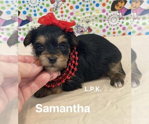 Yorkshire Terrier Puppy for sale in WINNSBORO, LA, USA