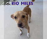 Small Photo #6 Dachshund-Unknown Mix Puppy For Sale in San Antonio, TX, USA
