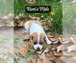 Puppy Male Jack Russell Terrier